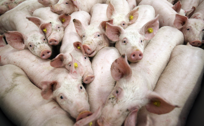 /media/0gbfsr4d/smågrise.jpg?width=680&height=420&v=1daff90f3d9ed50